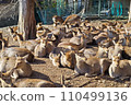 奈良公園的鹿群 110499136
