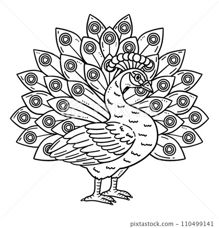 Peacock Bird Isolated Coloring Page for Kids 110499141
