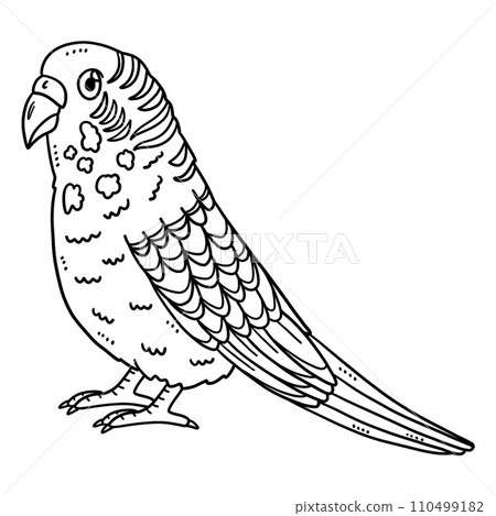Parakeet Bird Isolated Coloring Page for Kids Parakeet Bird Isolated Coloring Page for Kids 110499182