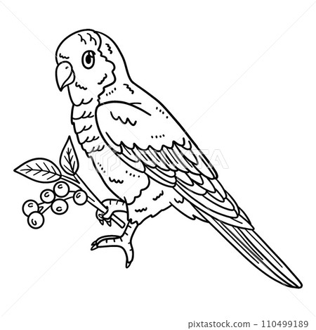Monk Parakeet Bird Isolated Coloring Page for Kids 110499189