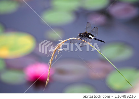 A yellow-bellied dragonfly resting its wings on the edge of a pond with blooming water lilies. 110499230