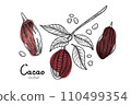 Cocoa tropical fruit template set. Hand drawn sketch vector Cocoa beans, leaves and text isolated on white background. Vector Illustration for cafe, shop, menu.  110499354
