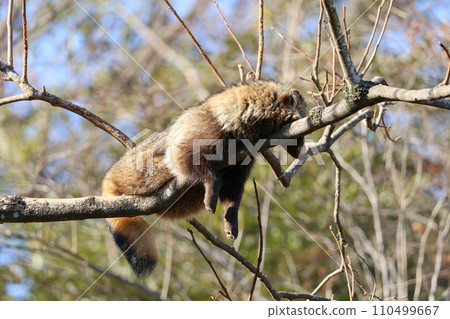 A raccoon dog sleeping in a tree A raccoon dog sleeping in a tree 110499667