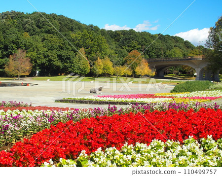 21st century forest and plaza landscape in autumn with blooming begonias and cypress 21st century forest and plaza landscape in autumn with blooming begonias and cypress 110499757