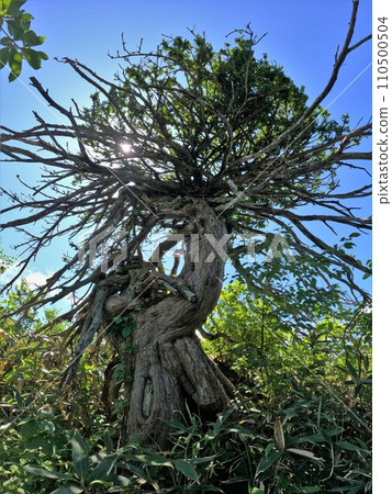 Giant tree at Mt. Shichigatake and Mt. Gobandake 110500504