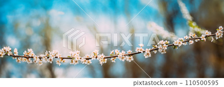 White Young Spring Flowers Growing In Branch Of Apple Tree. Vital Spring Theme. Buds Bloom On Branches In Spring, Panoramic View. Spring Concept Of Revival 110500595