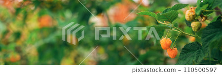 Yellow Golden Raspberries. Growing Organic Berries Closeup. Ripe Raspberry In Fruit Garden. Panorama, Panoramic View With Copy Space Yellow Golden Raspberries. Growing Organic Berries Closeup. Ripe Raspberry In Fruit Garden. Panorama, Panoramic View With Copy Space 110500597