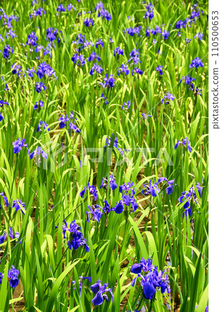 京都大田神社、大田之澤的杜畿（上賀茂神社、鴨別雷神社的分社） 110500653