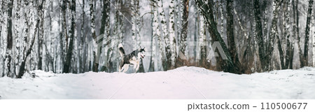Siberian Husky Dog Funny Running Outdoor In Snowy Forest At Wint Siberian Husky Dog Funny Running Outdoor In Snowy Forest At Wint 110500677