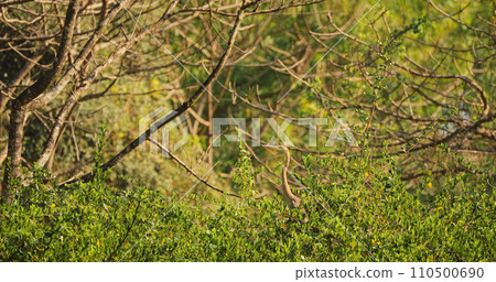 Goa, India. Purple Heron Sitting On Branch Of Tree Goa, India. Purple Heron Sitting On Branch Of Tree 110500690