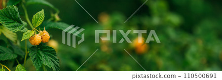 Yellow Golden Raspberries. Growing Organic Berries Closeup. Ripe Raspberry In Fruit Garden. Panorama, Panoramic View With Copy Space Yellow Golden Raspberries. Growing Organic Berries Closeup. Ripe Raspberry In Fruit Garden. Panorama, Panoramic View With Copy Space 110500691