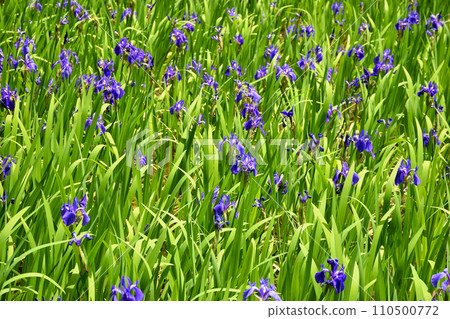 京都大田神社、大田之澤的杜畿（上賀茂神社、鴨別雷神社的分社） 110500772