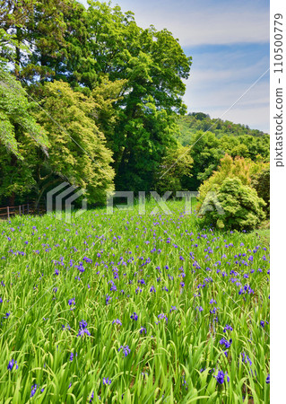 Kyoto Ota Shrine, Kakitsubata of Otanosawa (Kamigamo Shrine, a subsidiary shrine of Kamobetsu Rai Shrine) Kyoto Ota Shrine, Kakitsubata of Otanosawa (Kamigamo Shrine, a subsidiary shrine of Kamobetsu Rai Shrine) 110500779