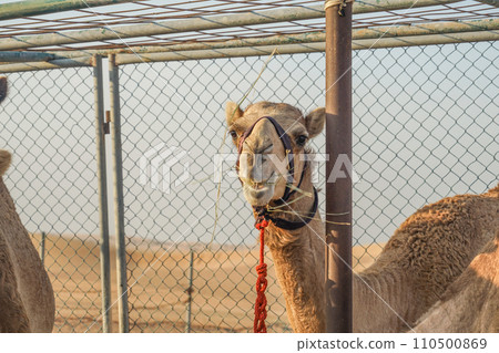 Arabian desert camel (United Arab Emirates) 110500869
