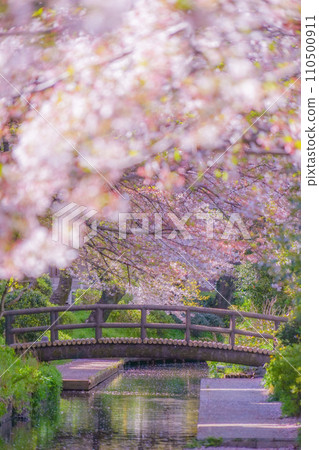 A row of cherry blossom trees in Shukugawara Nikaryō Waterway 110500911