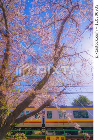 Sakura in full bloom and Nambu Line 110500935