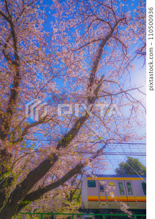 Sakura in full bloom and Nambu Line 110500936