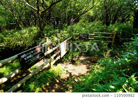 Hogasawa branch of Mt. Hakone mountain trail 110500982