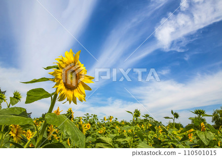 sunflower field on blue sky 110501015