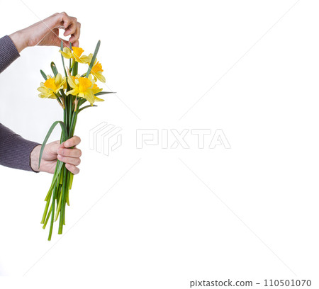 beautiful yellow flowers daffodils in the hands of a girl on a white background 110501070