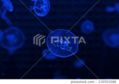 Shooting macro Jellyfish Aurelia Aurita underwater 110501086