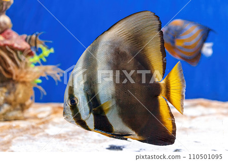 Underwater shot of fish Platax orbicularis 110501095