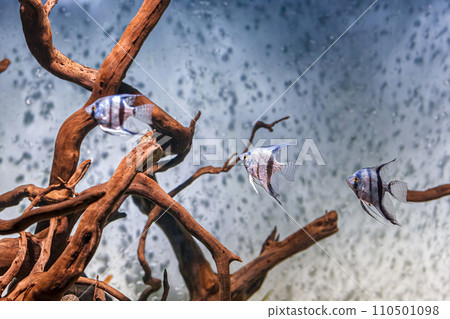 Underwater shot of fish pterophyllum scalare altum 110501098