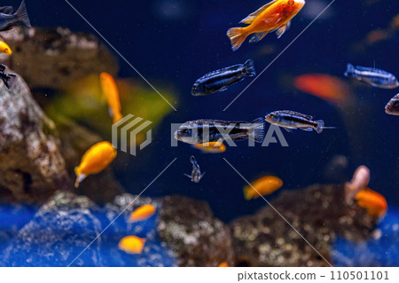 Underwater shot of fish Cichlidae 110501101
