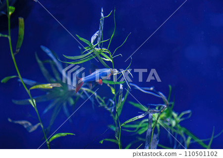 Underwater shot of a fish labeo frenatus glofish 110501102