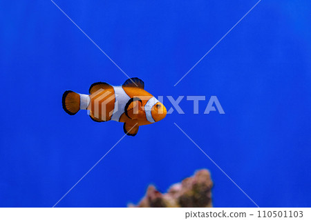 Underwater shot of fish Amphiprion ocellaris Underwater shot of fish Amphiprion ocellaris 110501103
