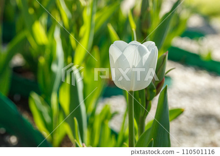 tulip bloom, beautiful field of tulips 110501116