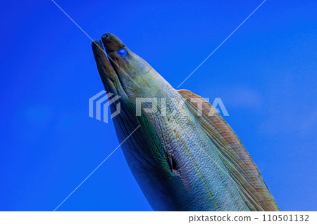 Underwater shot of fish Gymnothorax funebris 110501132