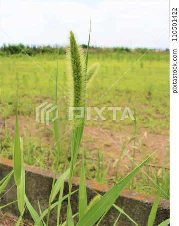 Green foxtail grass, dogtail grass, weed 110501422