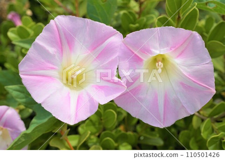 空心菜、晝顏、Senka 空心菜、晝顏、Senka 110501426