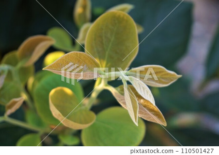 persimmon leaves, young leaves, persimmon tree, persimmon tree persimmon leaves, young leaves, persimmon tree, persimmon tree 110501427