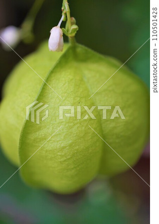 Balloon Kudzu Plant Balloon Kudzu Plant 110501428