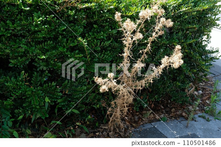 American thistle is an invasive plant and has a high reproductive capacity. American thistle is an invasive plant and has a high reproductive capacity. 110501486