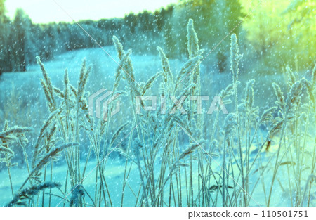Winter scene 110501751