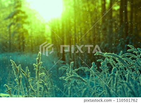 Winter scene Winter scene 110501762