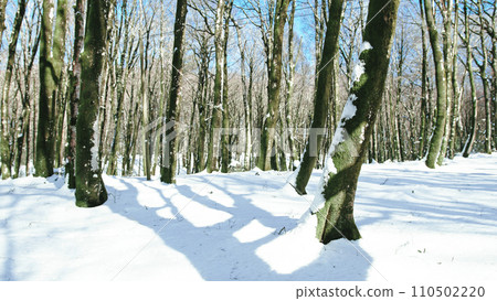 fresh snow in the woods fresh snow in the woods 110502220