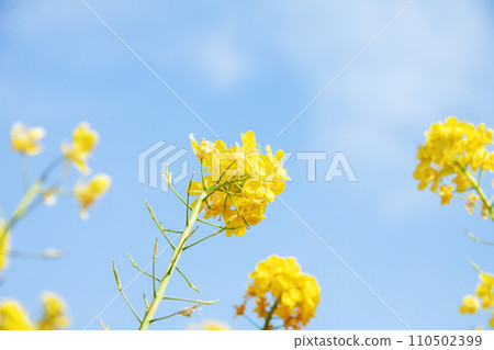 Rape blossoms and blue sky 110502399