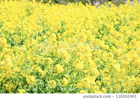 一面油菜花田 一面油菜花田 110502401