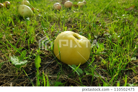 A green apple lies on grass harvest A green apple lies on grass harvest 110502475