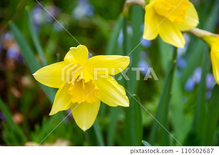 Daffodils in full bloom after the rain Daffodils in full bloom after the rain 110502687
