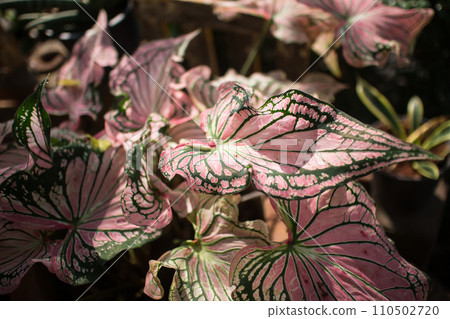 Close up of Red Mix Green Mix White of Caladium 110502720
