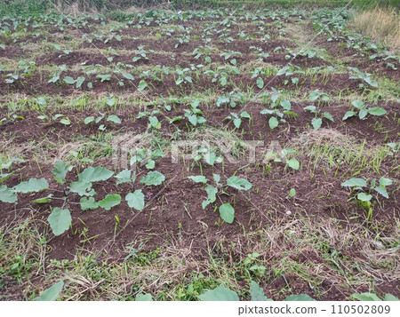 Agricultural landscape photo of purple eggplant vegetable plants in rice fields that are still small and in the process of growing 110502809