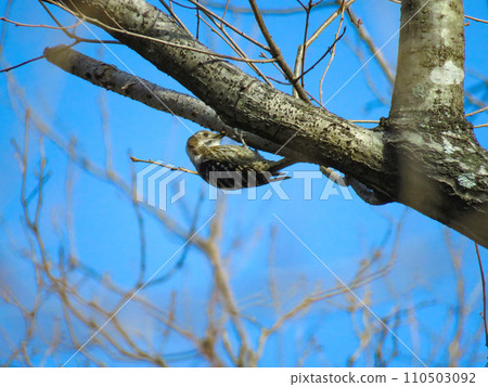 Pygmy woodpecker pecking at a tree branch Pygmy woodpecker pecking at a tree branch 110503092