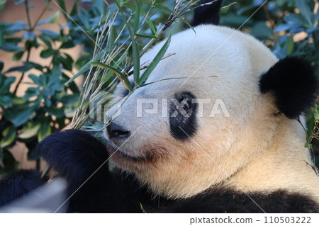 Panda eating bamboo leaves 110503222