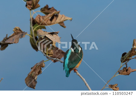 枯葉、水面和翠鳥 枯葉、水面和翠鳥 110503247