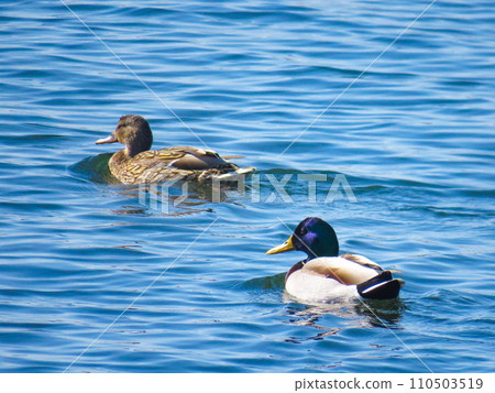 Couple of mallard ducks swimming in the river Couple of mallard ducks swimming in the river 110503519